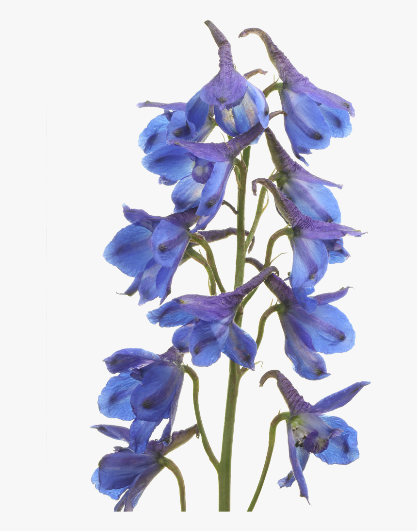 Delphinium Volkerfrieden, HD Png Download, Free Download