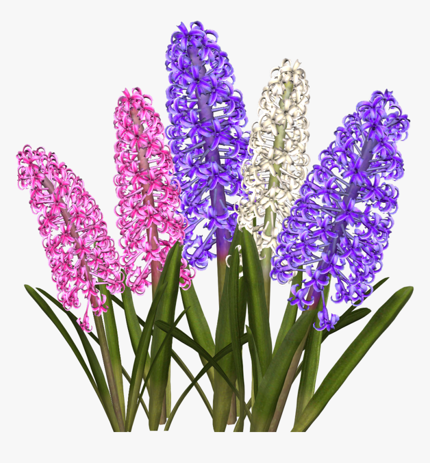 Hyacinth Png, Transparent Png, Free Download