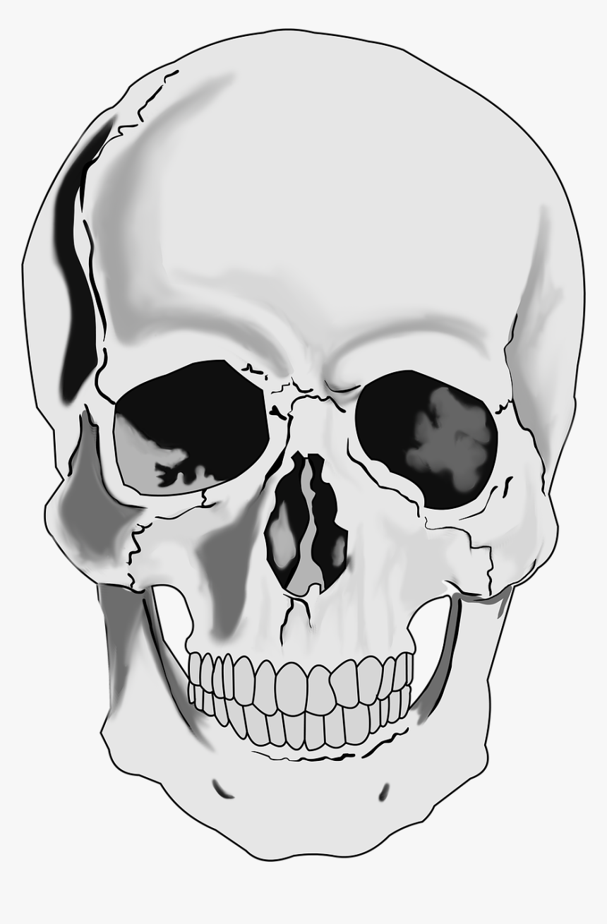 Realistic Skull Clipart, HD Png Download, Free Download