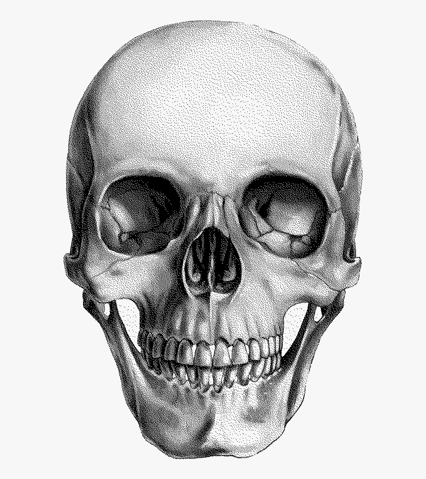 Human Skull Drawing Anatomy - Human Skull Anatomy Drawing, HD Png Download, Free Download