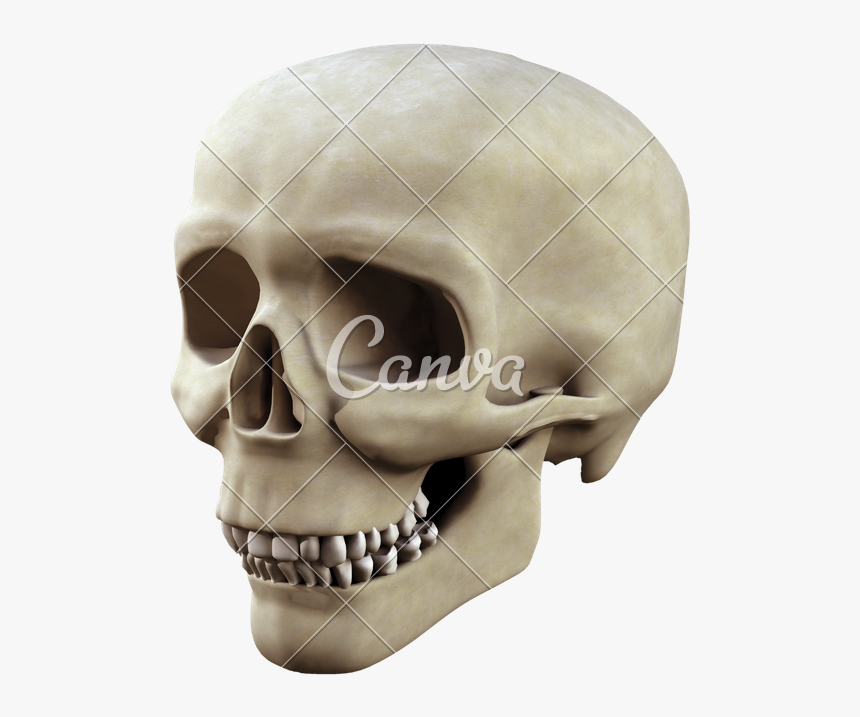 3d Skull Png - Totenschädel 3d, Transparent Png, Free Download