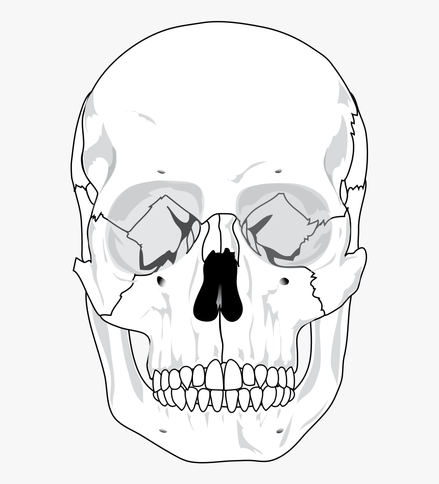 Human Skull Svg Clip Arts - Human Skull Diagram Blank, HD Png Download, Free Download