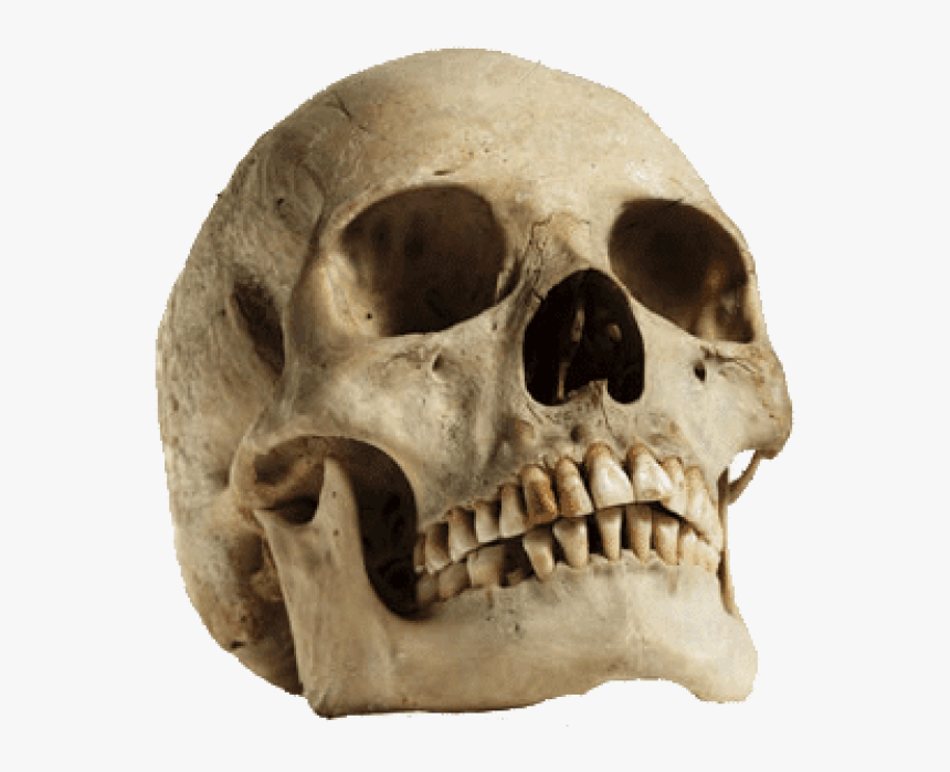 Free Png Download Human Skull Looking Up Png Images - Sagittal Crest On Human Skull, Transparent Png, Free Download