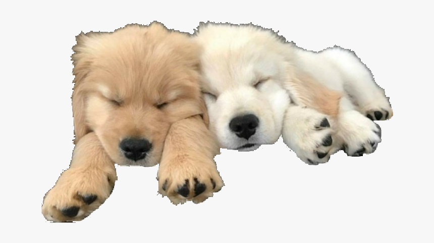 #dogs #dogpng #animals #doggo #carefree - Golden Retriever, Transparent Png, Free Download