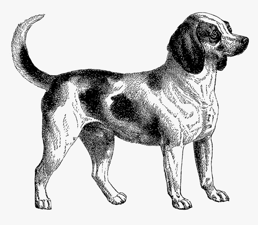 Svg Transparent Stock Dogpng Png Dogs Pinterest Dog - Vintage Dog Clip Art, Png Download, Free Download