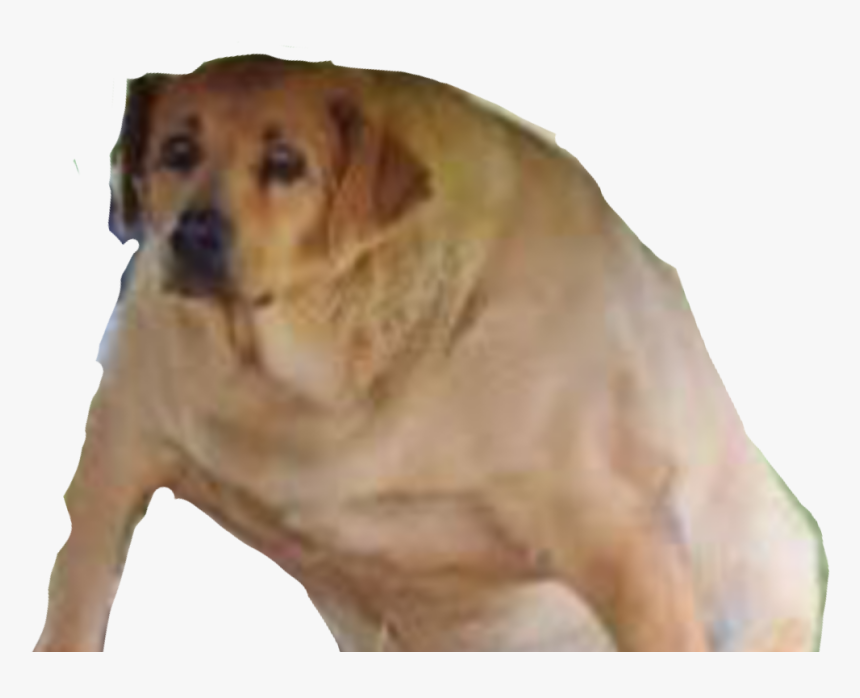 Obese Dog, HD Png Download, Free Download