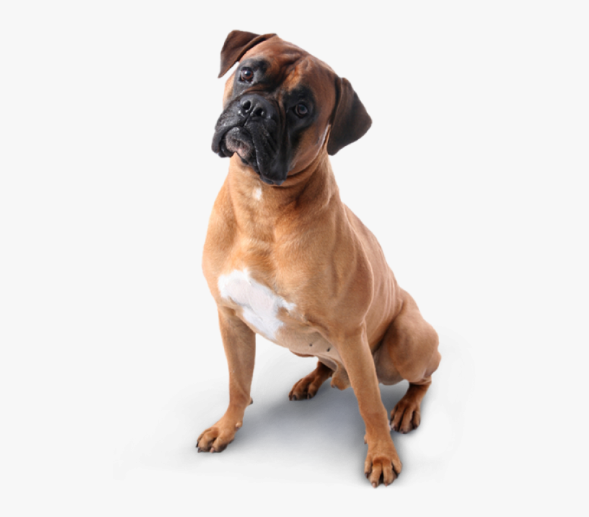 Dog Png Image Free - Boxer Dog Transparent Background, Png Download, Free Download