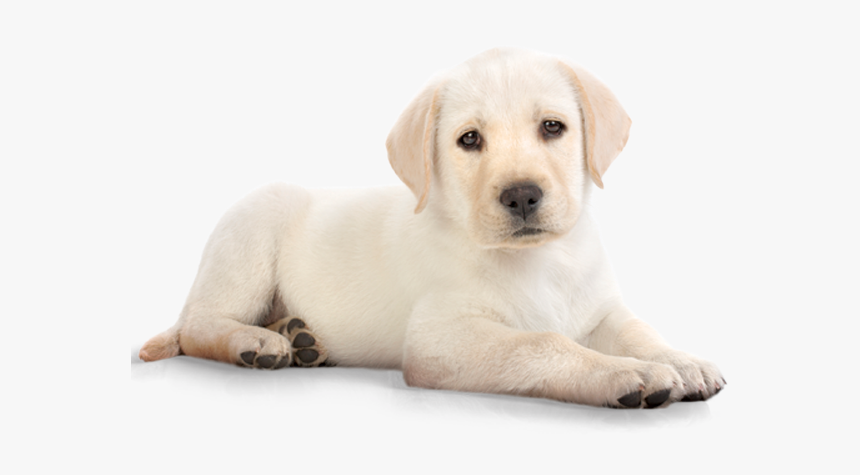 Dog Clipart Png Transparent Image Animals Pngriver - Golden Retriever Puppy Png, Png Download, Free Download