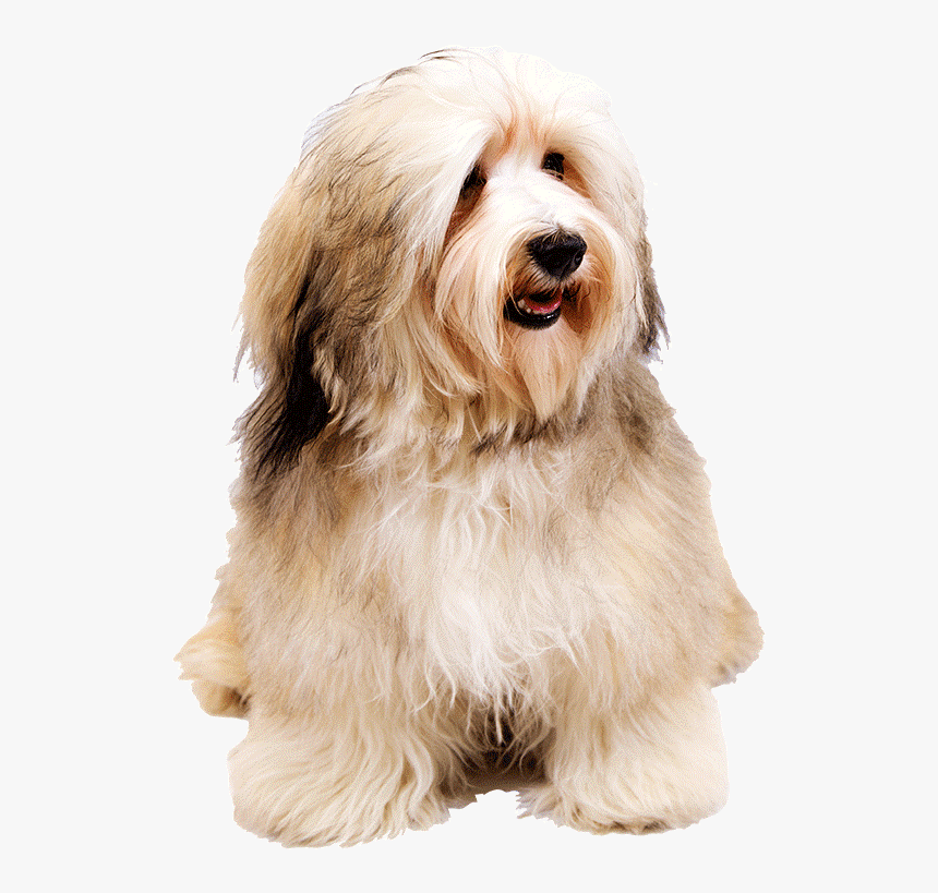 Dogs Png - Dog Png - Havanese Dog, Transparent Png, Free Download