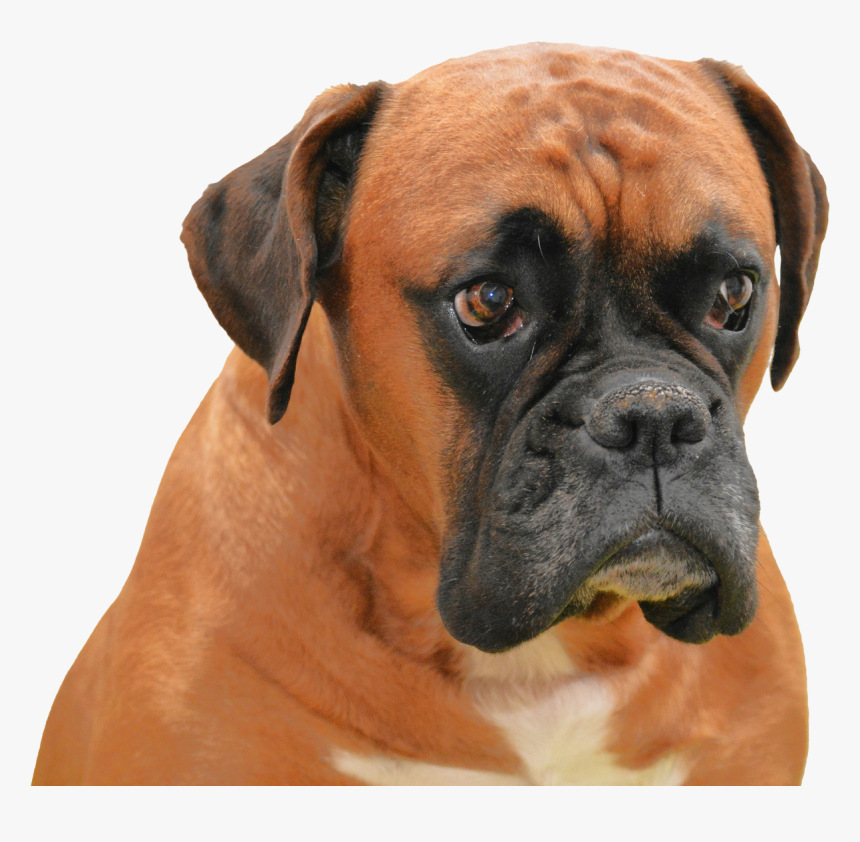 Boxer Dog Png Transparent Image - Boxer Dog Transparent Background, Png Download, Free Download