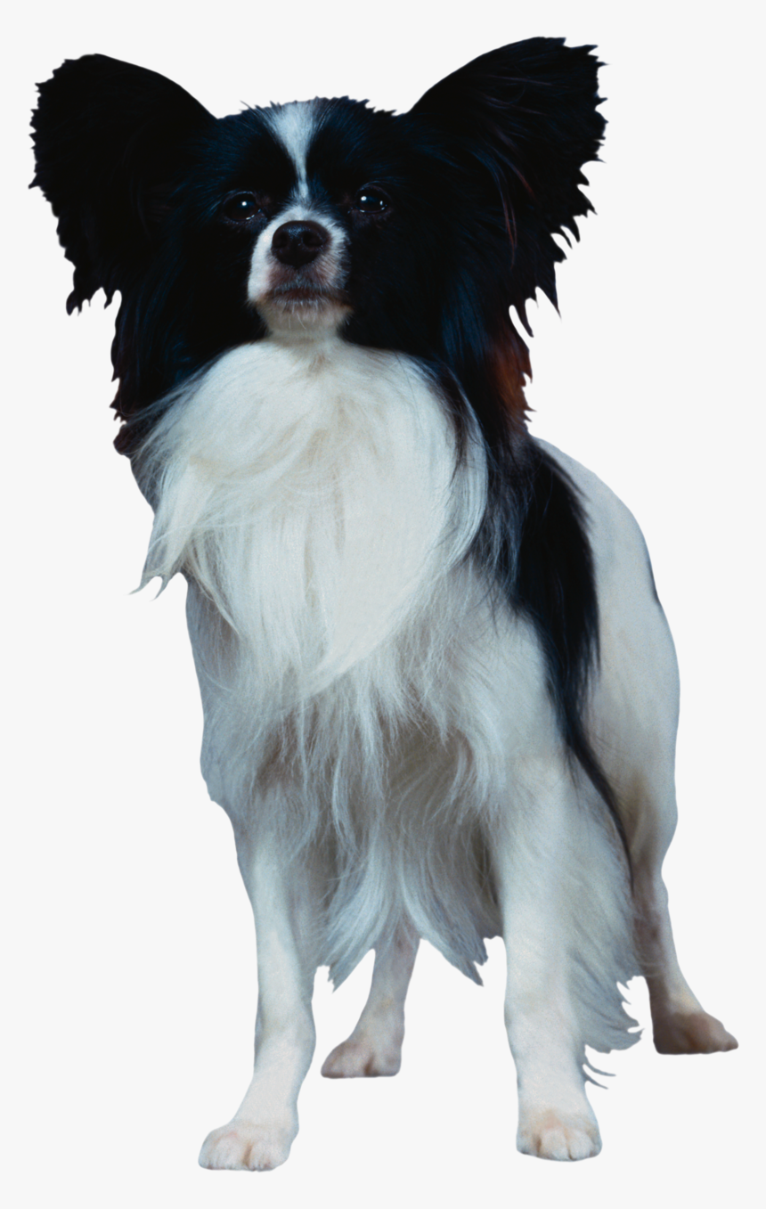 Dog Png, Download Png Image With Transparent Background,, Png Download, Free Download