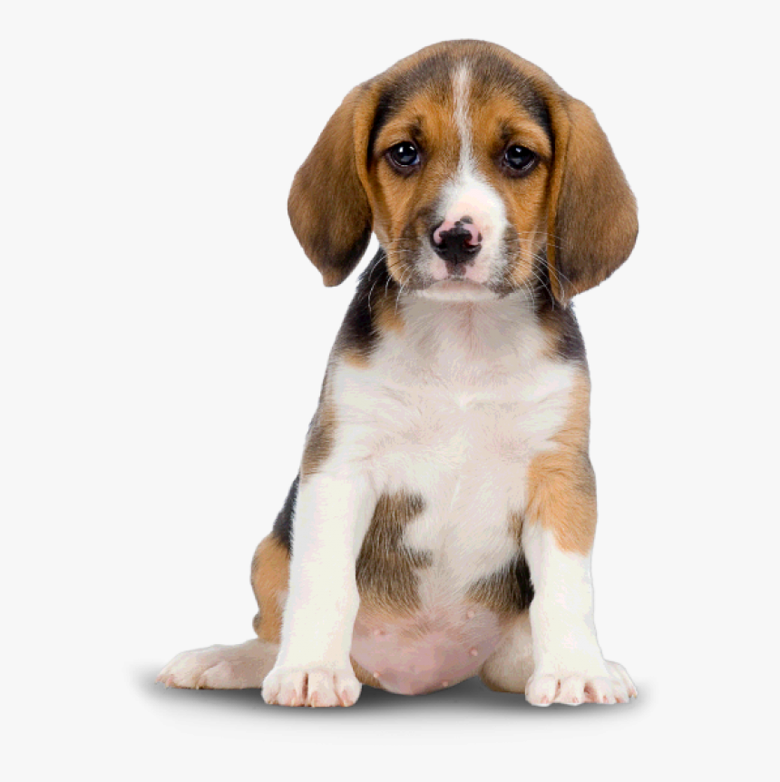 Puppy Dog Png For Web - Dog Png, Transparent Png, Free Download