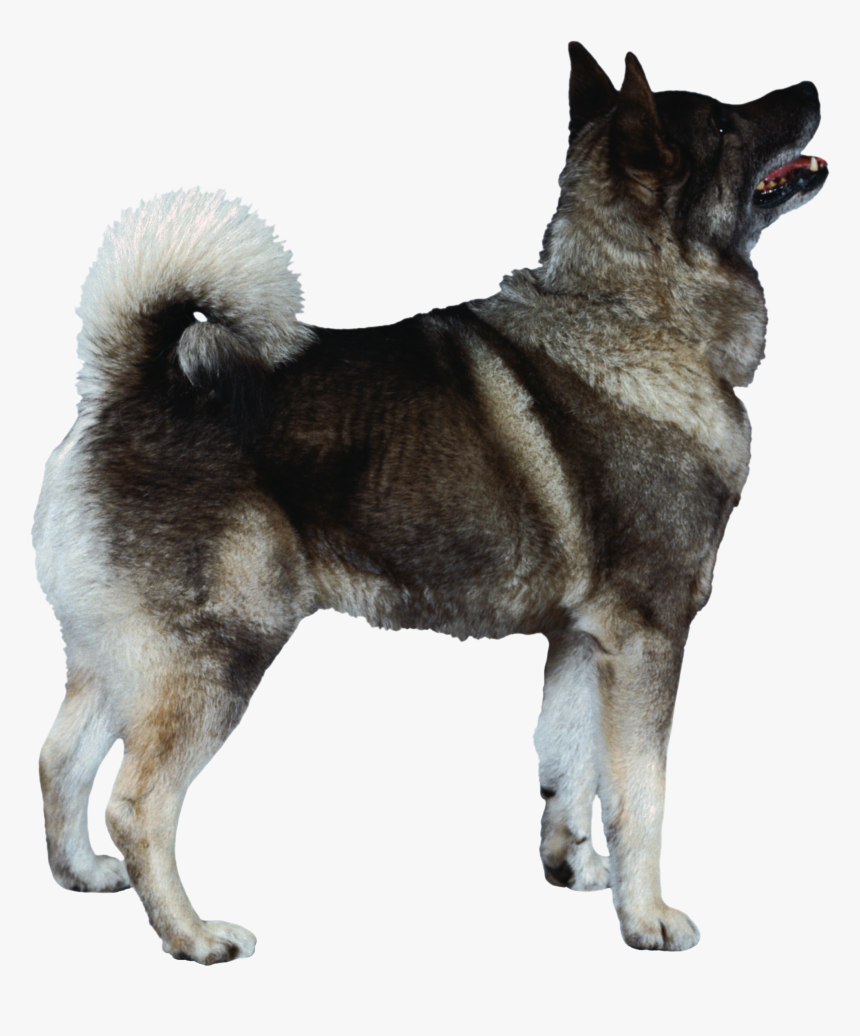 Dog Png - Dog, Transparent Png, Free Download