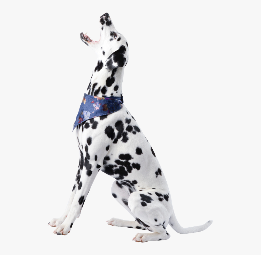 Dog Transparent Png, Png Download, Free Download