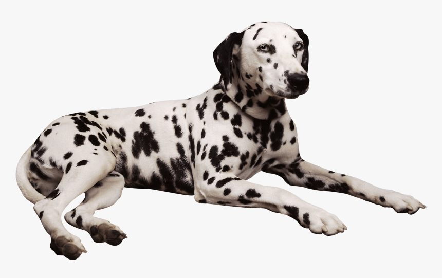 Dog Png - Free Clip Art Dalmatian Dogs, Transparent Png, Free Download