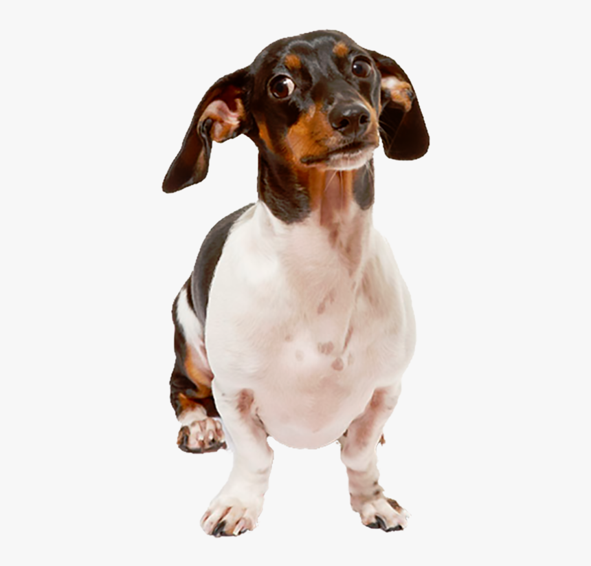 Companion Dog, HD Png Download, Free Download