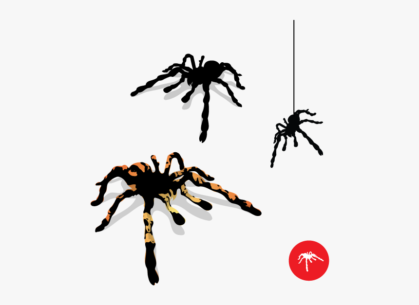 Vector Spider Preview By Dragonart - Tarantula Vector Png, Transparent Png, Free Download