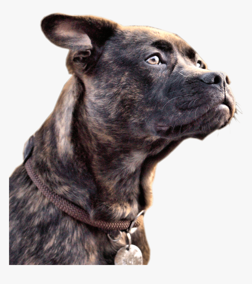 Transparent Dog Png Images - Great Dog, Png Download, Free Download