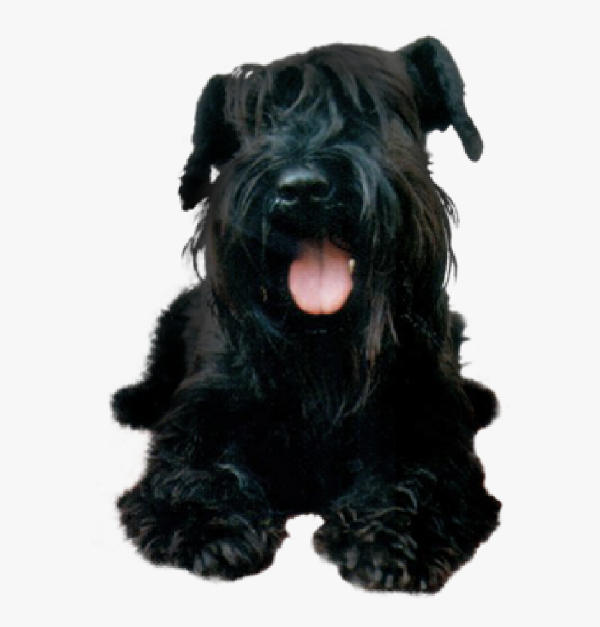 Black Puppy Dog Png - Dog, Transparent Png, Free Download