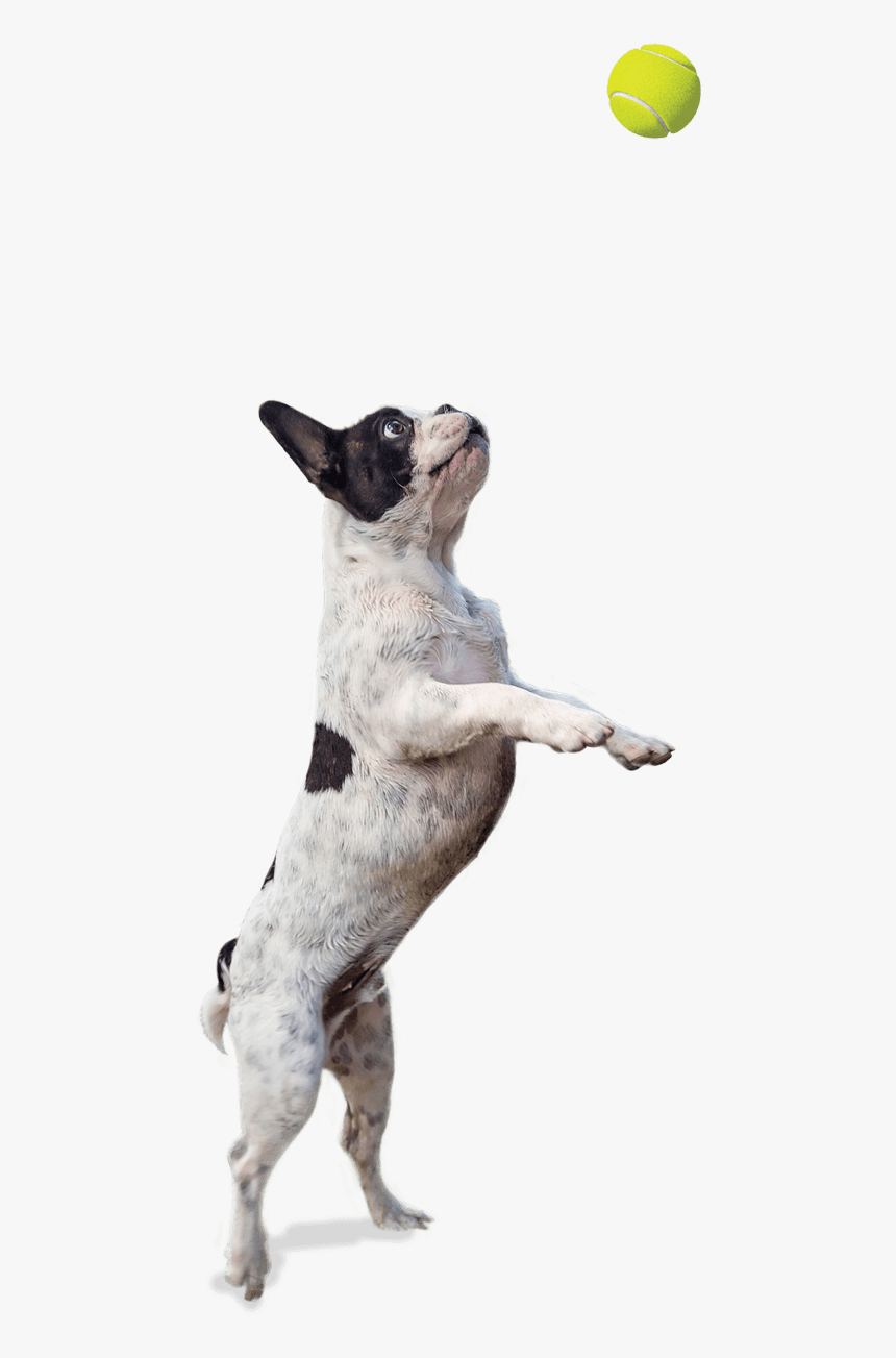 Jumping Dog Png - Background Hd Picsart Dog, Transparent Png, Free Download