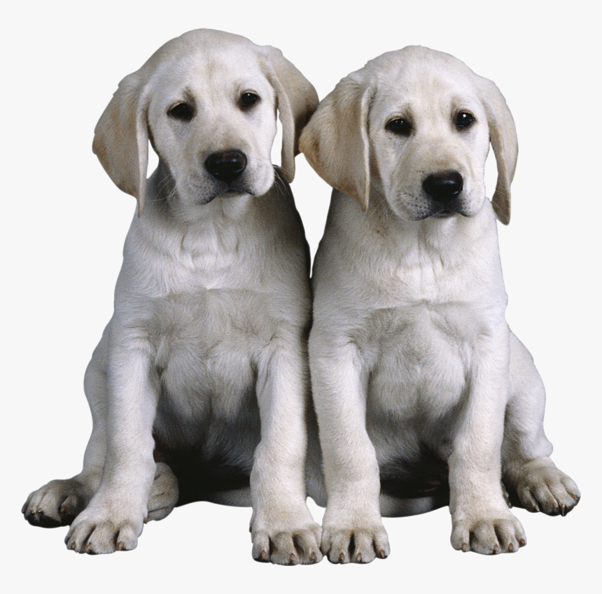 Genetics And The Social Behavior Of The Dog, HD Png Download, Free Download