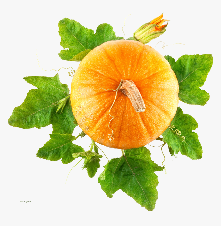 Pumpkin Png, Transparent Png, Free Download