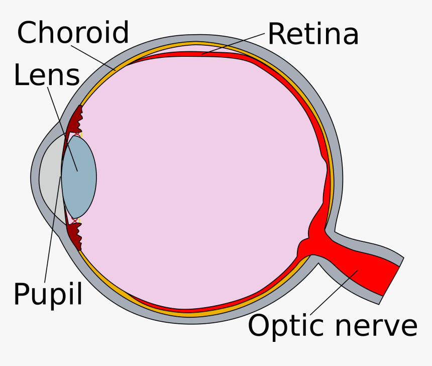 Eye Clipart Human Eye - Human Eye Retina Diagram, HD Png Download, Free Download