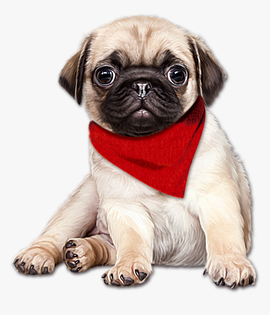 English Mastiff Puppy, HD Png Download, Free Download