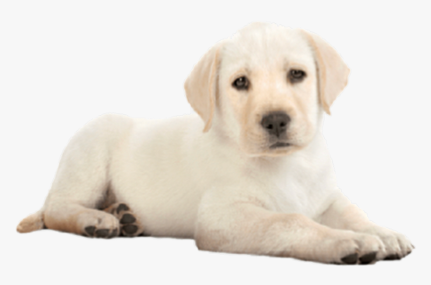 #dog #puppy #niche #cute - Golden Retriever Puppy Png, Transparent Png, Free Download