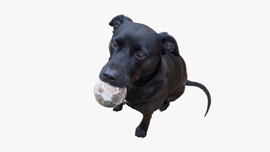 Cute Dog, Labrador, Pet, Animal, Card, Canine, Playful - Dog Catches Something, HD Png Download, Free Download