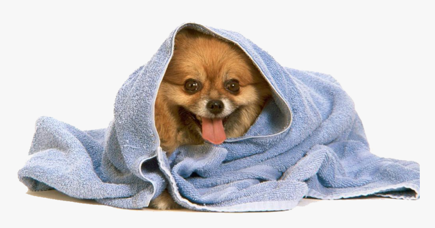Animal Wrapped In Towel, HD Png Download, Free Download