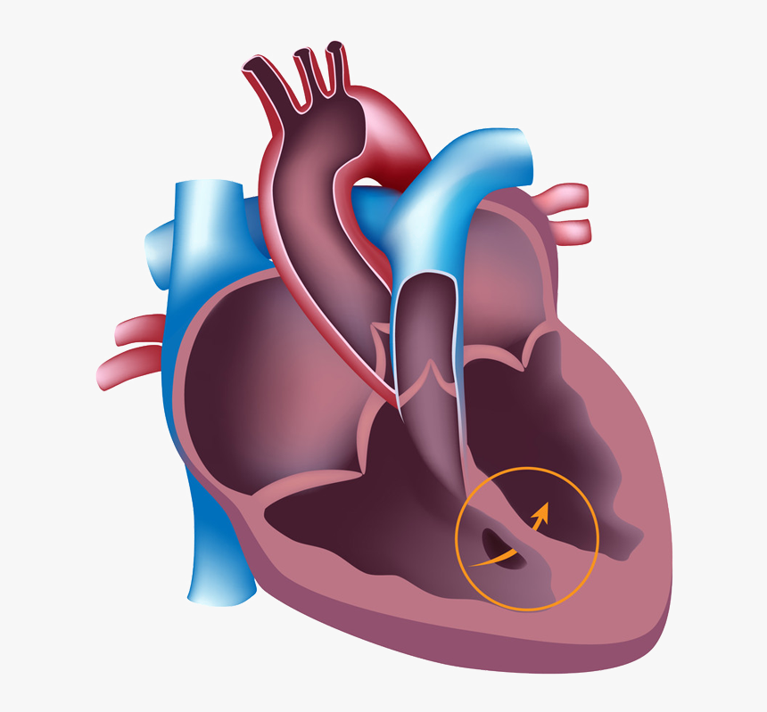 Image - Acute Coronary Syndrome Anatomy And Physiology, HD Png Download, Free Download