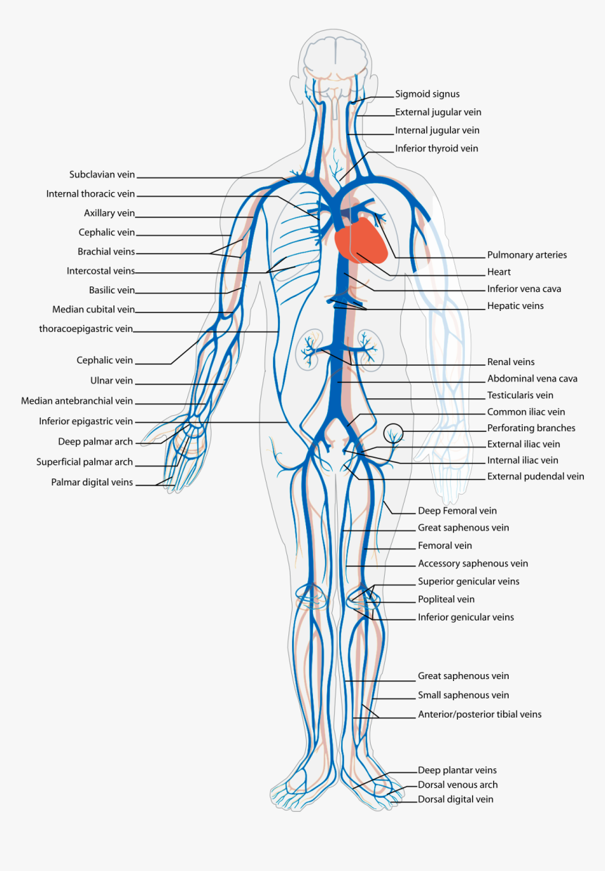 Venous System Of Body, HD Png Download, Free Download