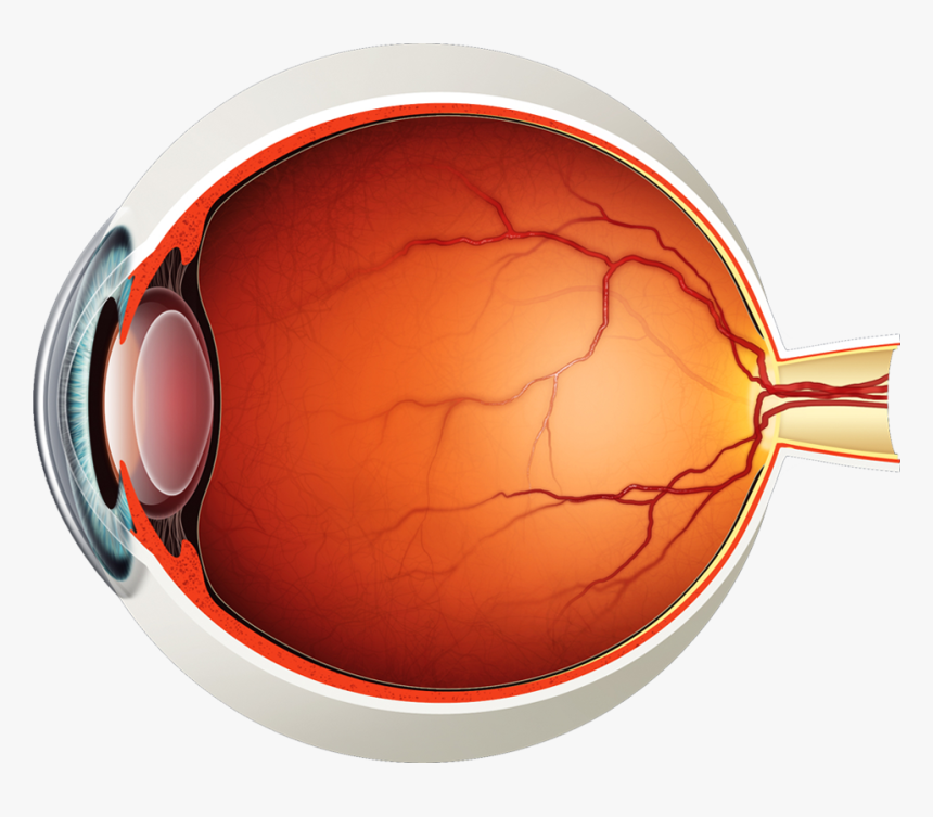 Eye Structure Without Label, HD Png Download, Free Download