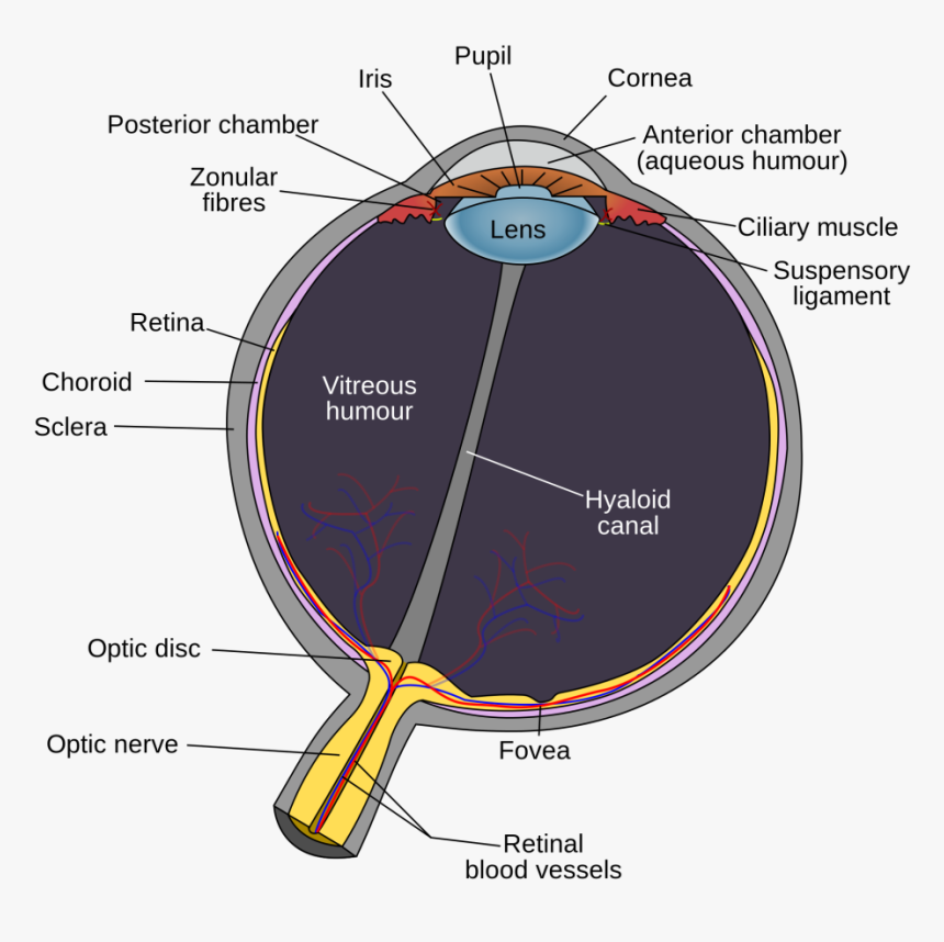 Eye Diagram Optic Disc, HD Png Download, Free Download