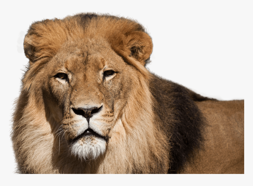 African Lion - National Zoo And Aquarium Lion, HD Png Download, Free Download