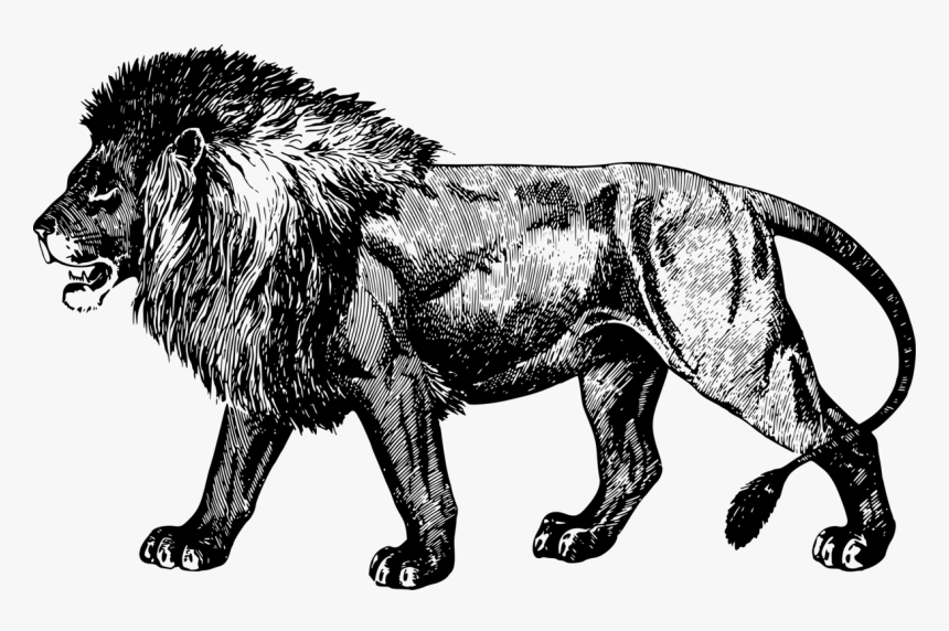 Wildlife,big Cats,roar - Masai Lion, HD Png Download, Free Download