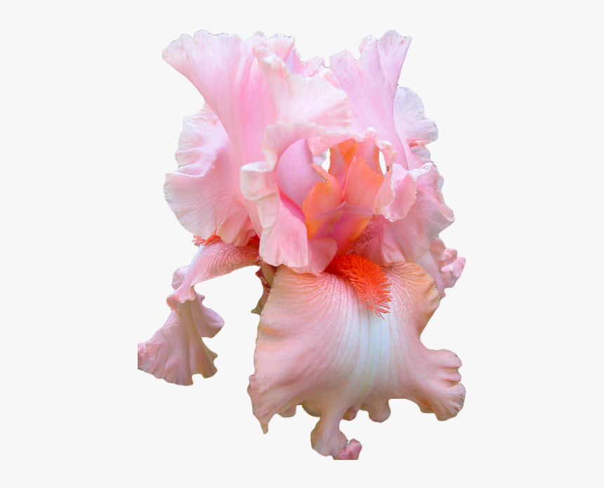 Fav Pink Png Transparent Iris Transparent Flowers Pink - Aesthetic Transparent Flowers, Png Download, Free Download