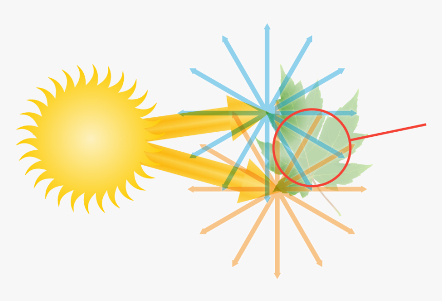 Diagram Of The How Light Enters The Human Eye - Purple And Pink Stickers, HD Png Download, Free Download