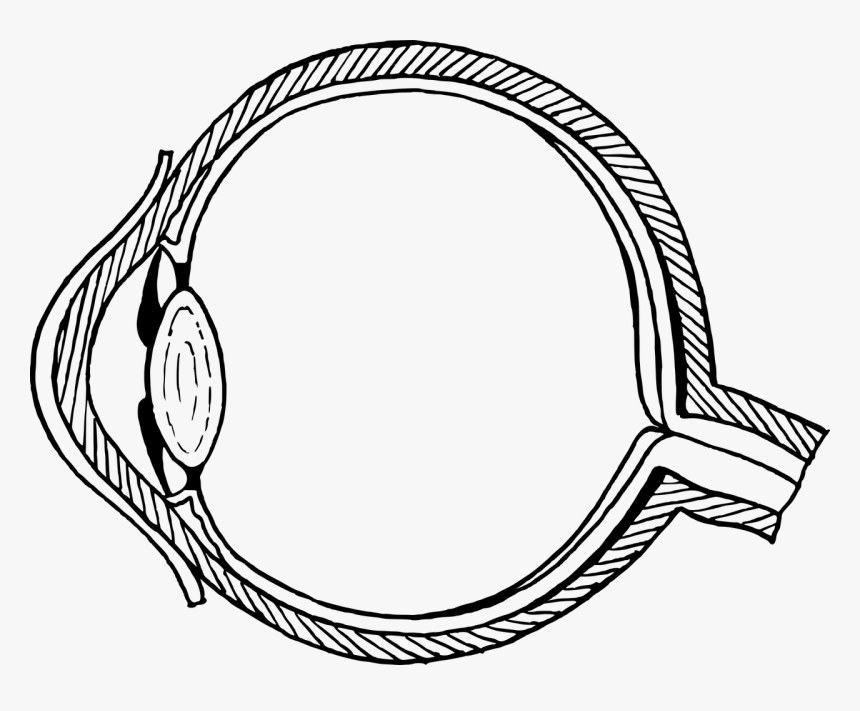 Anatomy Biology Cross-section Free Picture - Part Of The Eye Clip Art, HD Png Download, Free Download