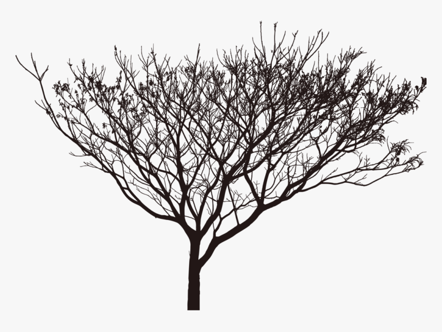 Plant,leaf,monochrome Photography - Transparent Tree Shadow Png, Png Download, Free Download