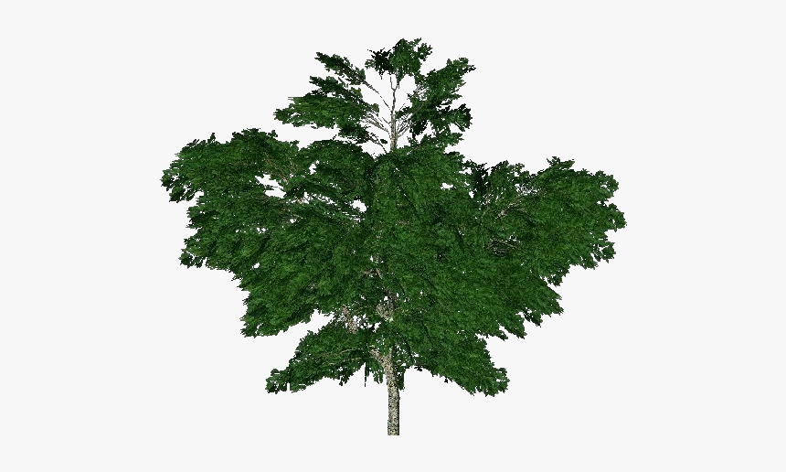 3d Trees - Common Plantain - Acca Software - Platano Albero Png, Transparent Png, Free Download