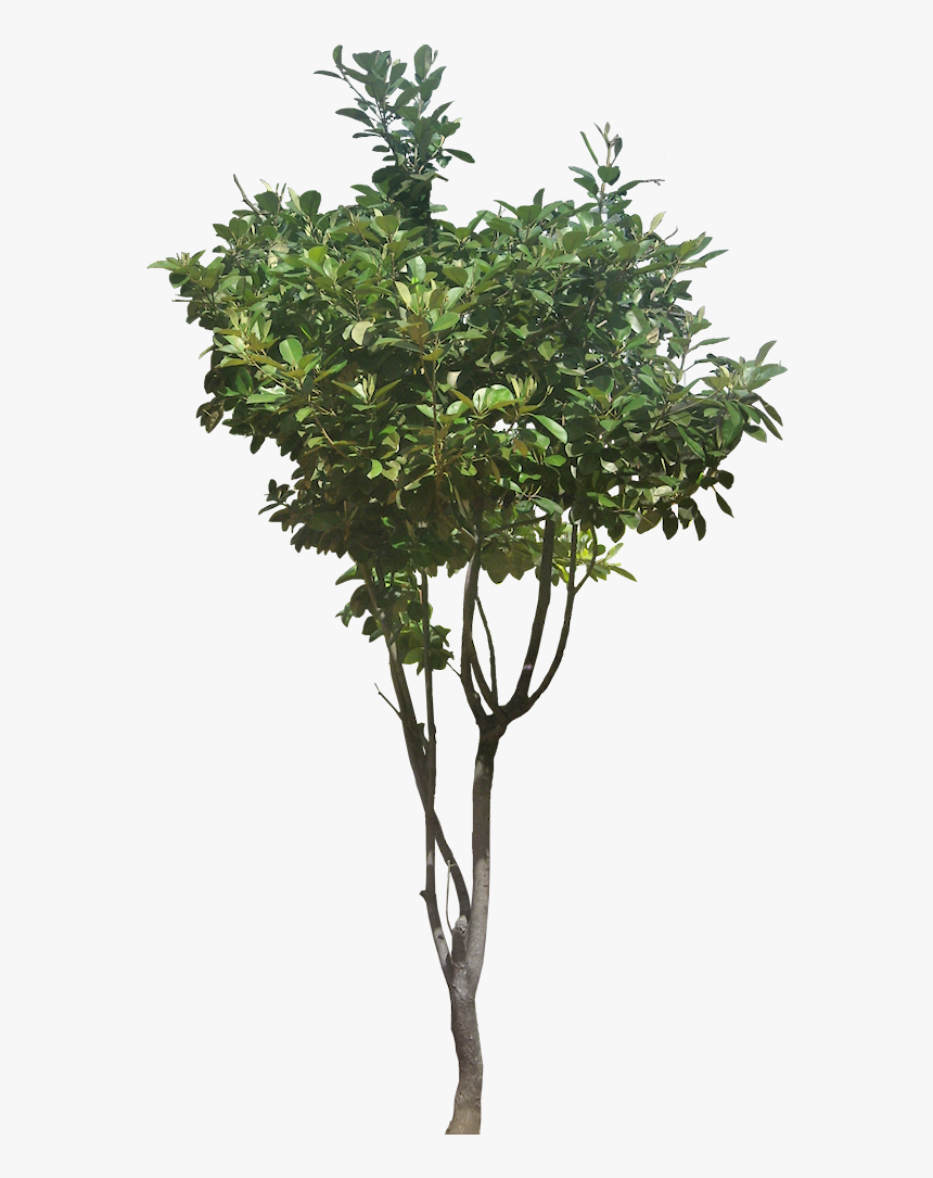 Transparent Plants - Upside Down Tree, HD Png Download, Free Download