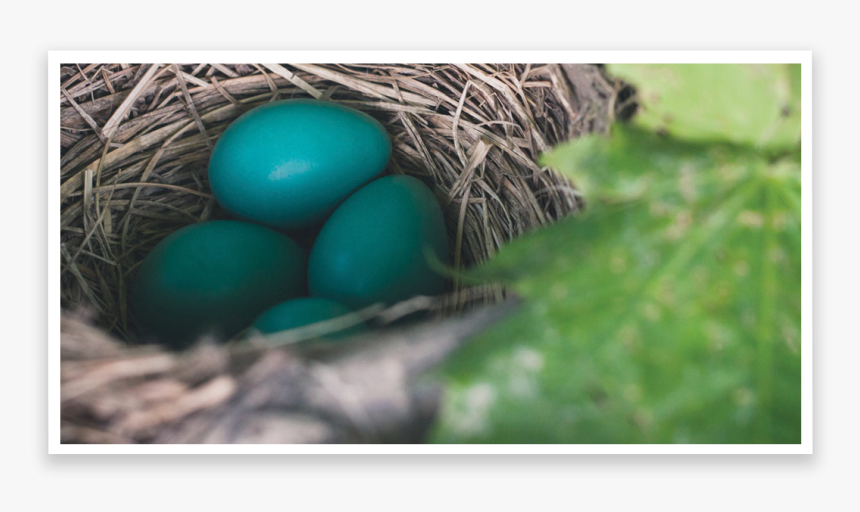 Nest, HD Png Download, Free Download