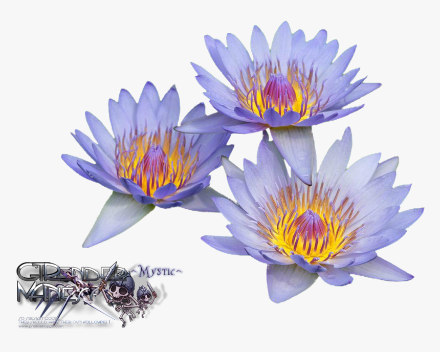 Uocym - Water Lilies, HD Png Download, Free Download