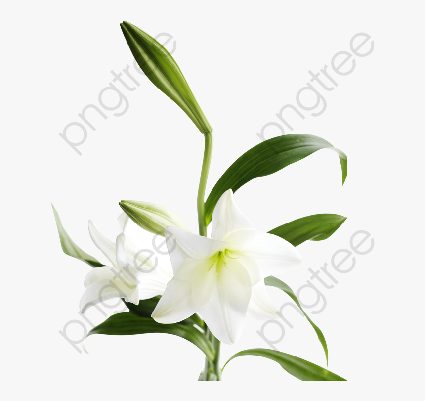 Transparent Water Lilies Png - Lilies Png, Png Download, Free Download