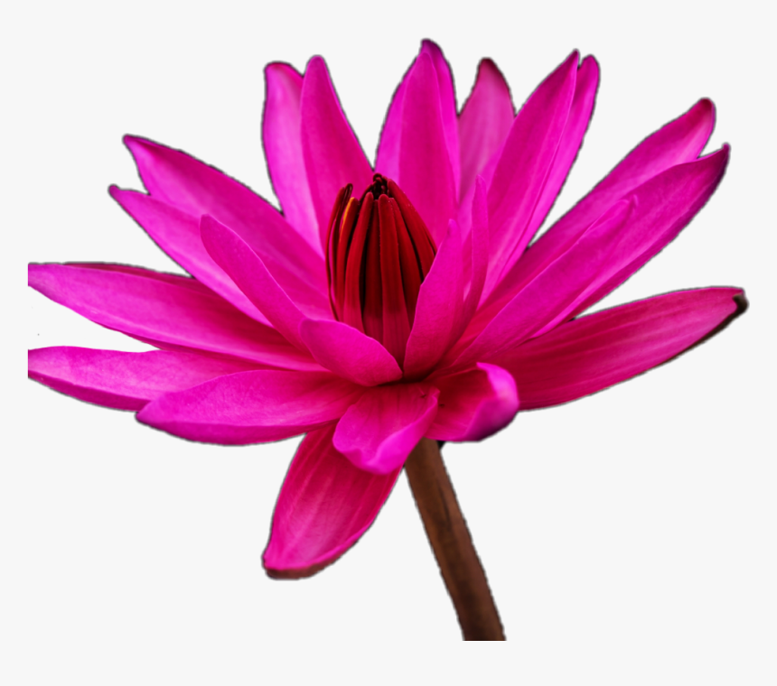 Water Lilies Png, Transparent Png, Free Download