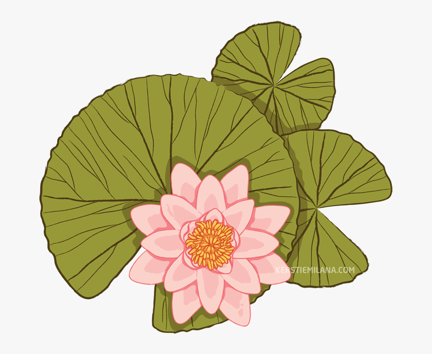 Sacred Lotus , Png Download, Transparent Png, Free Download