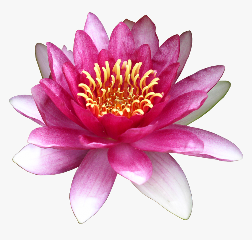 Flower Water Lily Clip Art - Clip Art, HD Png Download, Free Download