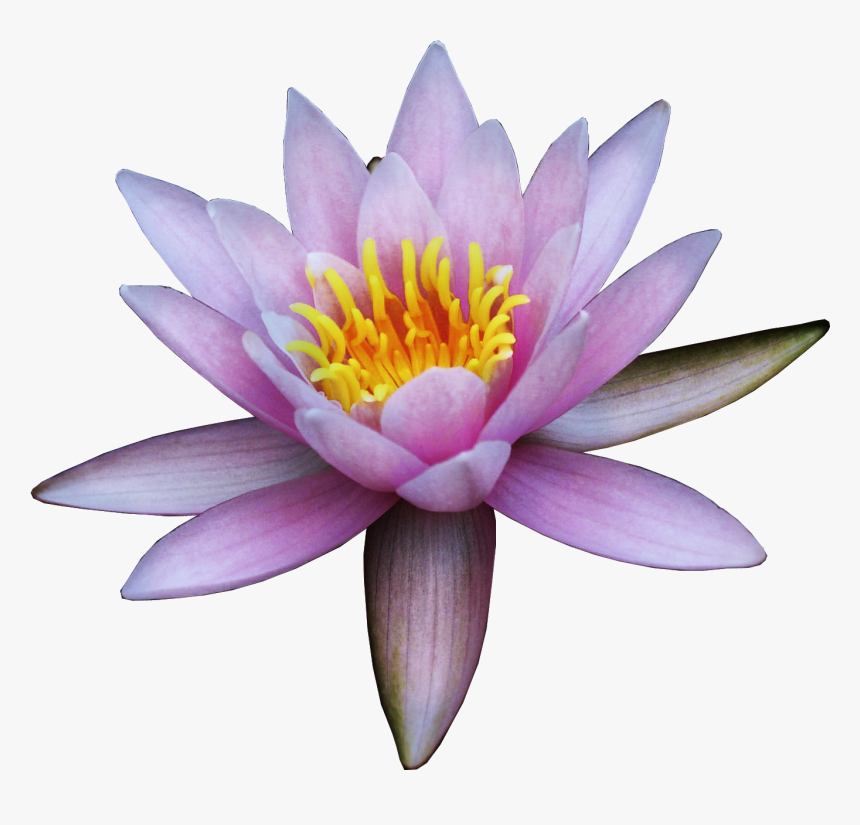 Nelumbo Nucifera Flower Water Lily Clip Art - Nymphaea Nelumbo, HD Png Download, Free Download